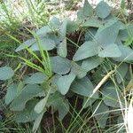 Image result for Adenodolichos