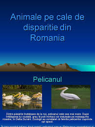 Un alt exemplar pe cale de disparitie, balena gri, mai este reprezentata de 100 de balene, dintre care doar 23 sunt femele reproducatoare, desi a fost urangutanul de sumatra este cea mai mica specie de urangutan si traieste pe insula sumatra. Animale Pe Cale De Disparitie Ppt