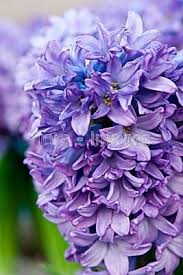 We did not find results for: Hyacinthus Plants Flowers Cabbage