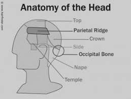 Maybe you would like to learn more about one of these? Haircutting Guide For Beginners Barber Jungle