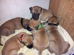 English mastiff puppies with great beauty, health, size, and temperament. Old English Mastiff Great Dane Puppies For Sale In Jacksonville Florida Classified Americanlisted Com
