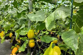 Image result for Cucumis melo