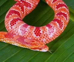 Buy the latest snake light gearbest.com offers the best snake light products online shopping. Corn Snake White Python