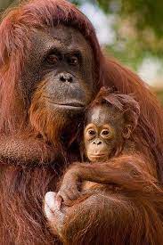 Rasa cinta merupakan sebuah anugerah yang diberikan oleh tuhan kepada manusia. 82 Ide Orang Utan Orang Orangutan Penyelamatan Hewan