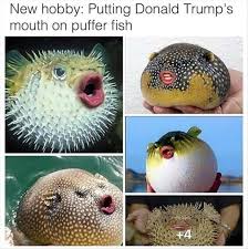 Make Pufferfish Great Again Really Funny Memes Funny Pictures Tumblr Funny