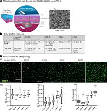 In patients with fatty liver disease, patients need to abstain from alcohol for at least 4 w. Modeling Alcoholic Liver Disease In A Human Liver Chip Biorxiv