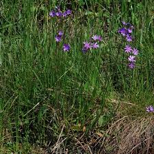 Image result for Senecio speciosus