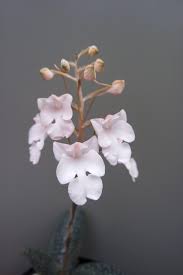 Image result for Habenaria arenaria