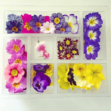 Maybe you would like to learn more about one of these? Doddington Place Gardens Green S Of Devon Edible Flowers Faversham Sittingbourne Kent