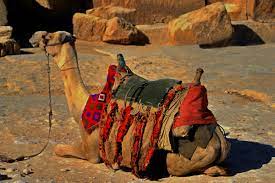 Paul and timothy's prayer included thanks for their faithfulness & love of saints (colossians 1:3) for them to continue to to be filled with knowledge (colossians 1:9). What Knees And Camels Tell Us About Blessing Hubpages