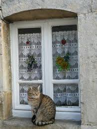 Cat By The Window Sevimli Kediler Hayvanlar Kedi