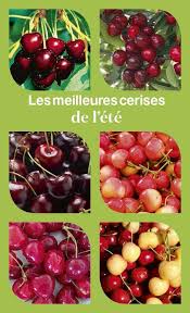 Les Cerises A Gouter Absolument Cet Ete Cerise Idee Jardin Paysagiste Jardin Fruitier