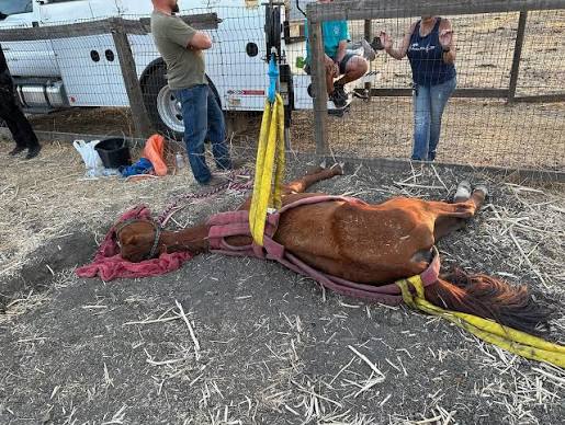 A call about a dead horse visible from the road led investigators to a  devastating animal cruelty case. Authorities say two horses were dead, another  had to be euthanized, and one remained