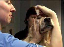 Wikihow To Give Your Dog Eye Drops Via Wikihow Com Dog Eyes Dogs Your Dog