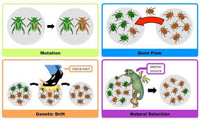 Evolution Bioninja