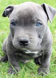 Blue nose pitbull puppies (inl > apple valley) pic hide this posting restore restore this posting. Blue Nose Pitbull Puppies For Sale Pet S Gallery
