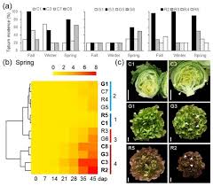 This post is about how to grow lettuce/salad crops using hydroponic methods such as nutrient film technique (nft) and dft. Agronomy Free Full Text Genotype Dependent Tipburn Severity During Lettuce Hydroponic Culture Is Associated With Altered Nutrient Leaf Content Html