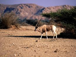 Springboks are very common in rural areas and on. Addax Endangered Animals Addax Animal List Of African Wildlife List Of Beautiful Dangerous Wild Anima Wild Animals In Africa Wild Animal Wallpaper Animals Wild