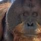 Drinks with Our Ape Dads