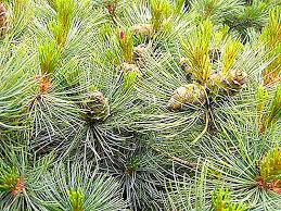 Дэниэл луго работает тренером по фитнесу. Pine Cones Penerangan Ringkas Foto Penggunaan Ubat Ubatan Pain Dalam Perubatan Rakyat Sifat 2021