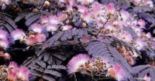 Fine, feathery leaves and pink puffball flowers make this an attractive garden tree. Chocolate Mimosa Tree Care How To Grow Albizia Julibrissin