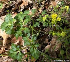 Image result for Sanicula