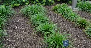 Image result for Sebaea sedoides