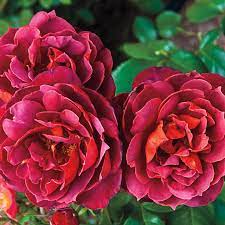 Maybe you would like to learn more about one of these? Hot Cocoa Floribunda Rose Shop Roses Spring Hill Nurseries