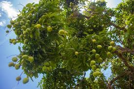 The Best Jamaican Mangoes: A Definitive Guide