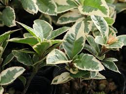 ヤブコウジ 十両 藪柑子 の花言葉 花の季節や実の特徴は Horti ホルティ By Greensnap