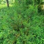 Image result for Juniperus procera