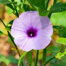 Image result for Ipomoea sinensis