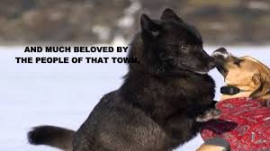 Ararad Khatchikian Romeo The Alaskan Black Wolf Www Ararad Net Wolf Dog Black Wolf Wolf
