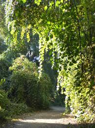 Trailing Ahead: Caswell Memorial State Park: shaded trails through an  ancient forest
