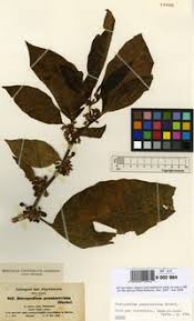 Image result for Discopodium penninervium