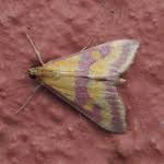 Image result for Pyrausta sanguinalis