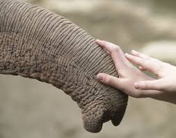 Are Zoos A Good Thing Learnenglish Teens British Council