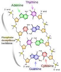 Dna or deoxyribonucleic acid is a type of nucleic acid. 1 A Schematic View Of A Dna Double Helix Structure Two Single Dna Download Scientific Diagram