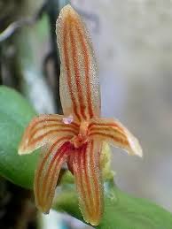 Image result for Stolzia compacta