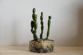 Image result for Opuntia