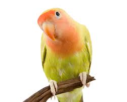 ディスワン・ペッツワン｜ペットショップ