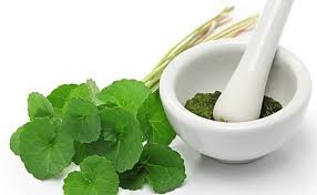 Ulam pegaga bukan sahaja sering dijadikan pilihan menu pelengkap untuk menikmati hidangan tengah hari. 11 Manfaat Daun Pegagan Herbal Berkhasiat Sejak Ribuan Tahun