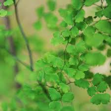 Image result for Adiantum poiretii