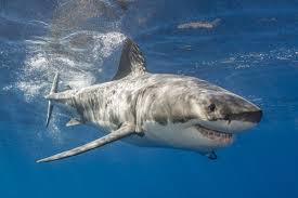 Great white sharks are found in mainly cold to warm temperate waters worldwide, and larger individuals are known to go to the tropics. Great White Shark Things You Didn T Know About The Ocean Predator
