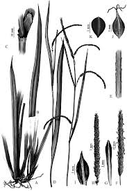 Image result for Carex runssoroensis