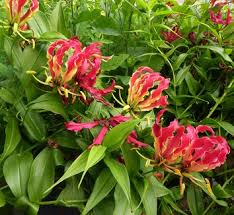 Image result for Littonia modesta