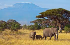 The word habitat has been in use since about 1755 and derives from the latin habitāre, to inhabit, from habēre, to have or to hold.habitat can be defined as the natural environment of an organism, the type of place in which it is natural for it to live and grow. Habitat Ecology Britannica