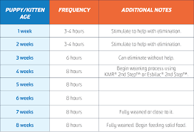 Puppy Kitten Feeding Schedule Petag