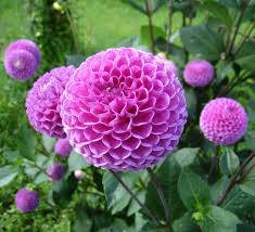Br medicago sativa pimenta dioica (l) merr. Jom Tanam Bunga Bunga Dahlia Aneka Warna