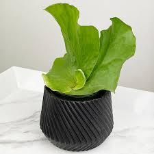 Image result for Platycerium elephantotis